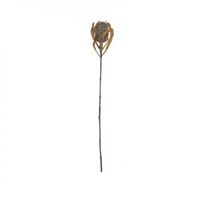 Rogue Dried Look Banksia Stem 58cm - Dusty Brown