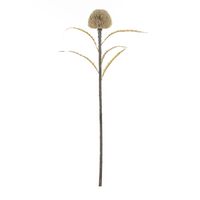 Rogue Dried Look Banksia Dome Stem - Beige
