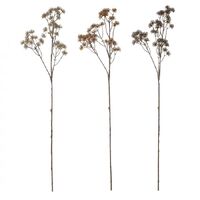 Rogue Seedling Aralia Spray 3 Assorts