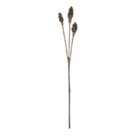 Rogue Inca Nut Spray 20x10x72cm - Brown
