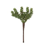 Rogue Sandflower 22cm - Green