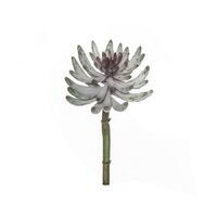Rogue Spikey Echeveria 24cm - Green/Burgundy