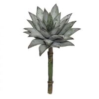 Rogue Water Lily Echeveria 21cm - Green