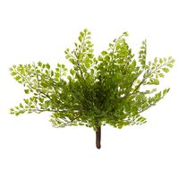 Rogue Maiden Hair Fern 21cm - Green