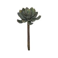 Rogue Lotus Echeveria Stem 15cm - Grey/Green