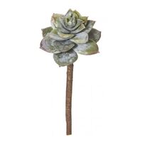 Rogue Flower Echeveria Plant - Green