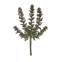 Rogue Sedum Sandflower 23cm - Green/Burgundy