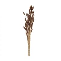 Rogue Preserved Bunny Tails 50cm - Rust