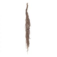Rogue Preserved Amaranthus 50-70cm - Rust