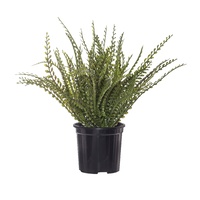 Rogue Baby Jewel Fern Garden Pot - 29cmh