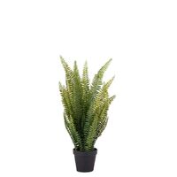 Rogue Boston Fern in Pot 58cm - Green