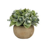 Life Botanic White Flowering Succulent Round Pot 11cm