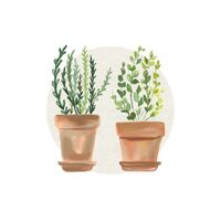 Nuovo Potted Plants Card