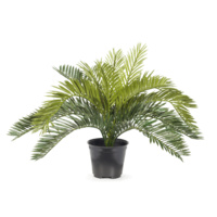 FI7603GR Palm Cycad in Pot Green 30cmh