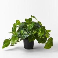 Floral Interiors Pothos Hanging Bush in Pot 30cm - Green