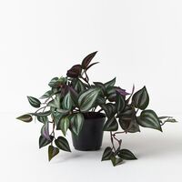 Floral Interiors Wandering Jew Hanging Bush in Pot - Dark Green