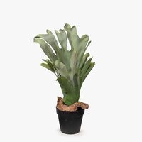 Floral Interiors Fern Staghorn Plant 43cm - Green