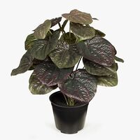 Floral Interiors Peperomia Caperata in Pot 26cm - Olive Green