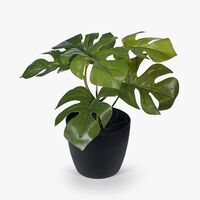 Floral Interiors Monstera in a Pot 15cmh