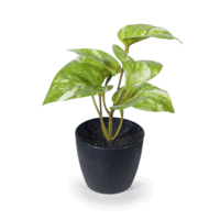 Floral Interiors Pothos Marble in Pot 15cmh