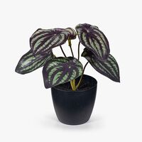 Floral Interiors Peperomia Watermelon in Pot 15cm - Dark Green
