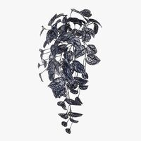 Floral Interiors Scindapsus Hanging Bush 63cm - Black