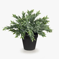 FI8338GY Ruscus Bush in Pot