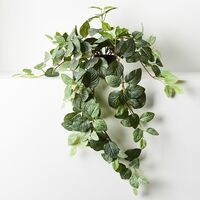 Floral Interiors Fittonia Hanging Bush in Pot 77cm - Green