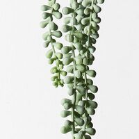Floral Interiors String of Pearls Hanging Bush 45cm-Grey Green