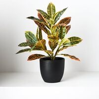 Floral Interiors Croton in Pot 26cm - Green Red