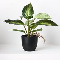 Floral Interiors Spathiphyllum In Pot 25cm - Variegated