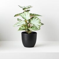 Floral Interiors Begonia in Pot 25cm - Green