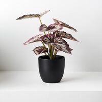 Floral Interiors Begonia in Pot 25cm - Purple Green