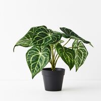 Floral Interiors Syngonium Batik Plant 25cm-Green
