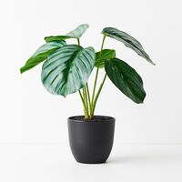 Floral Interiors Calathea Plant 28cm-Green