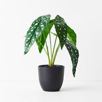 Floral Interiors Begonia Maculata Plant 28cm - Green