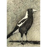 Nuovo Native Australian Magpie Bird Card