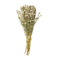 Life Botanic Globe Flowers Dried 50-65cm - White