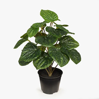 Floral Interiors Peperomia Caperata in a Pot Green 26cmh