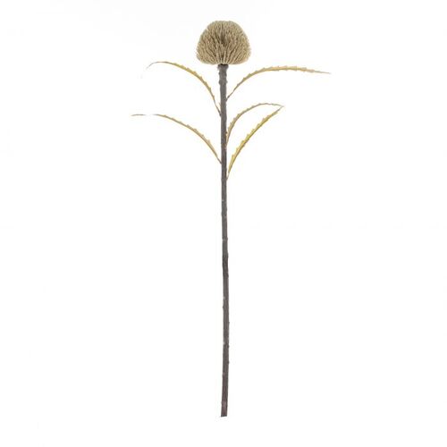 Rogue Dried Look Banksia Dome Stem - Beige