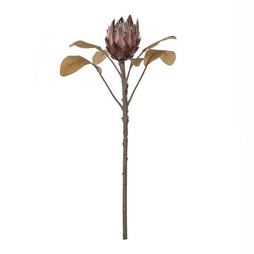 Rogue Deco Protea Stem 49cm - Dark Brown