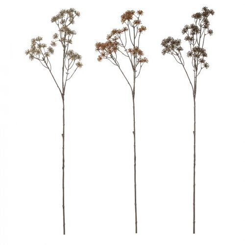 Rogue Seedling Aralia Spray 3 Assorts