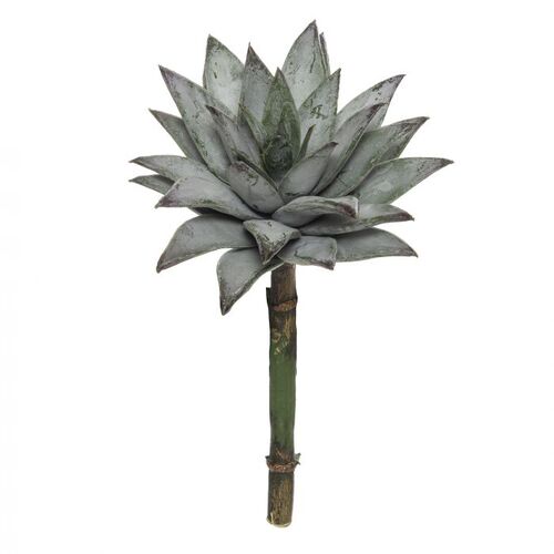 Rogue Water Lily Echeveria 21cm - Green