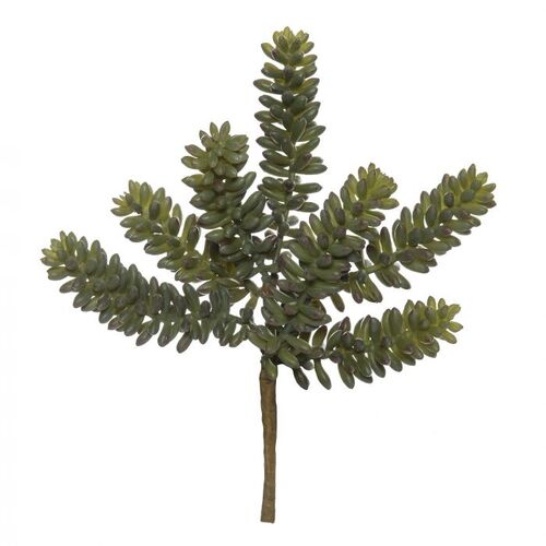 Rogue Sedum Succulent 13x13x22cm