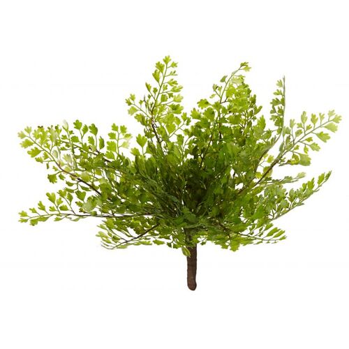 Rogue Maiden Hair Fern 21cm - Green