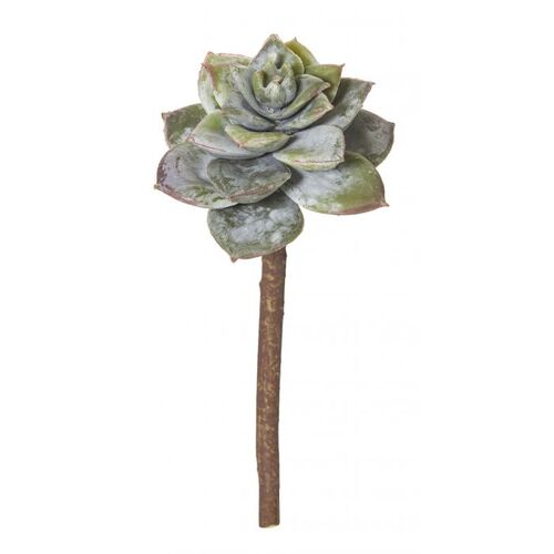 Rogue Flower Echeveria Plant - Green