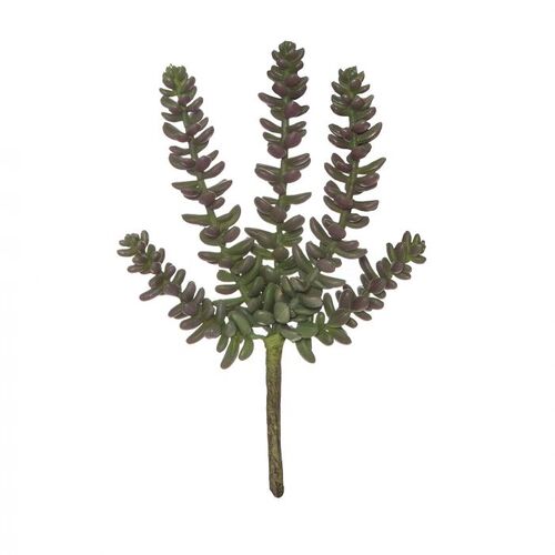 Rogue Sedum Sandflower 23cm - Green/Burgundy