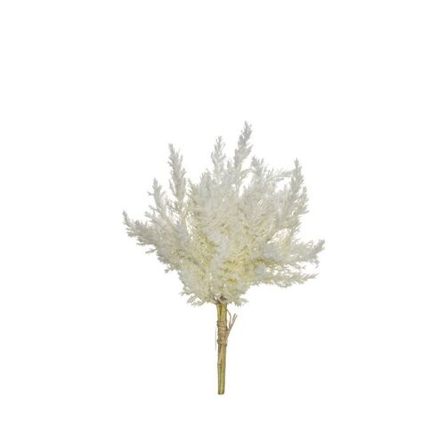Rogue Astilbe Bunch 33cm - Cream