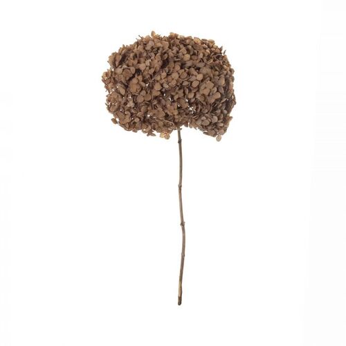 Rogue Preserved Anna Hydrangea - Rust