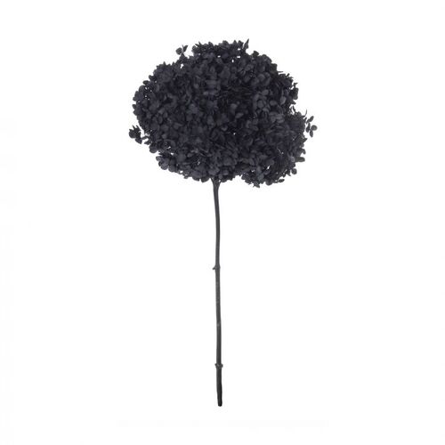 Rogue Preserved Anna Hydrangea - Black